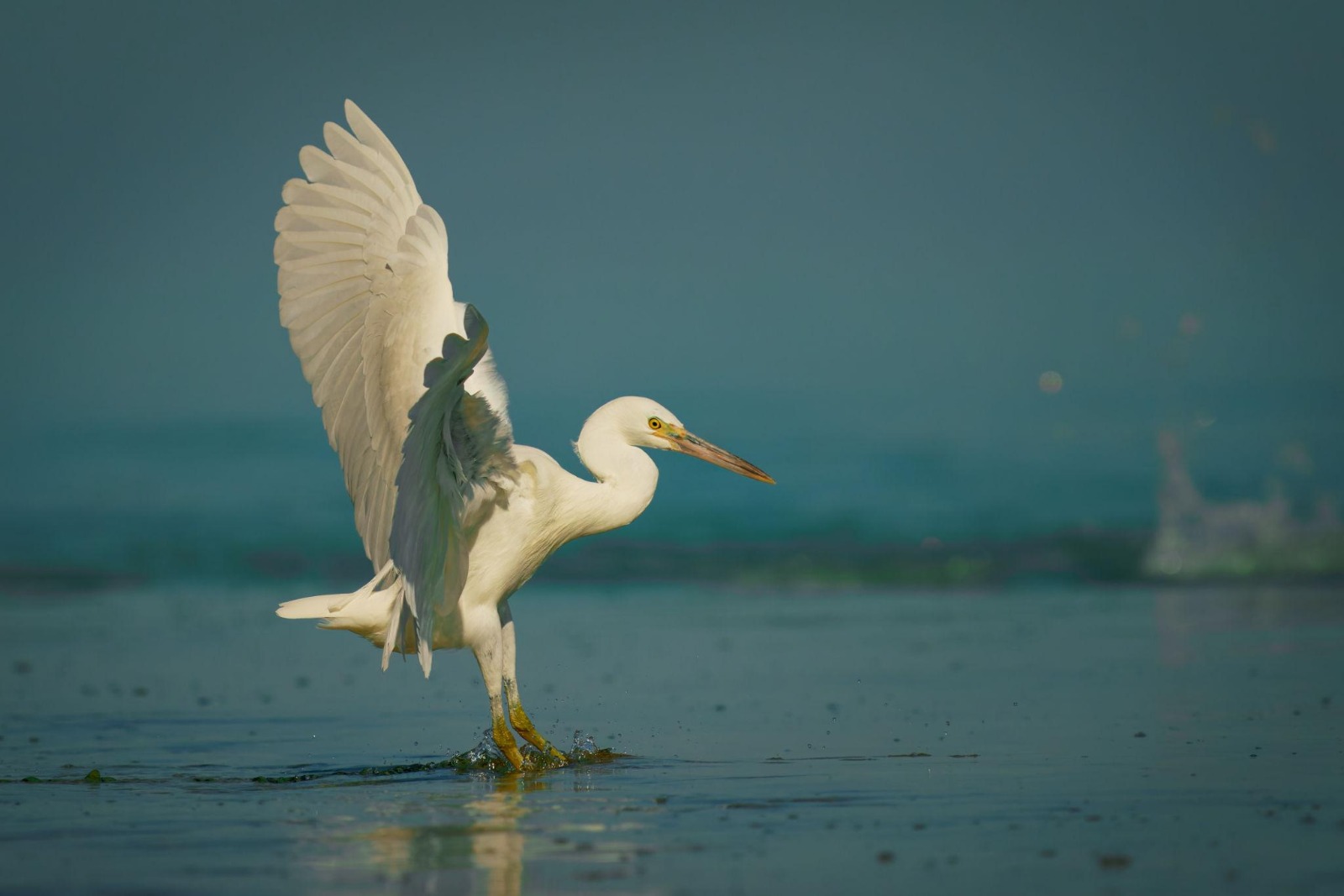 Pacific Reef Heron