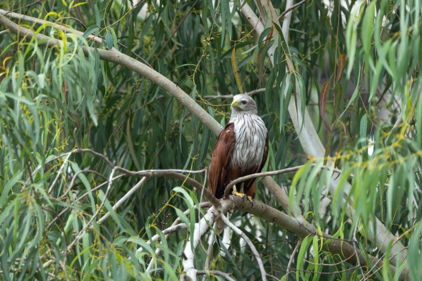 Brahminy Kite