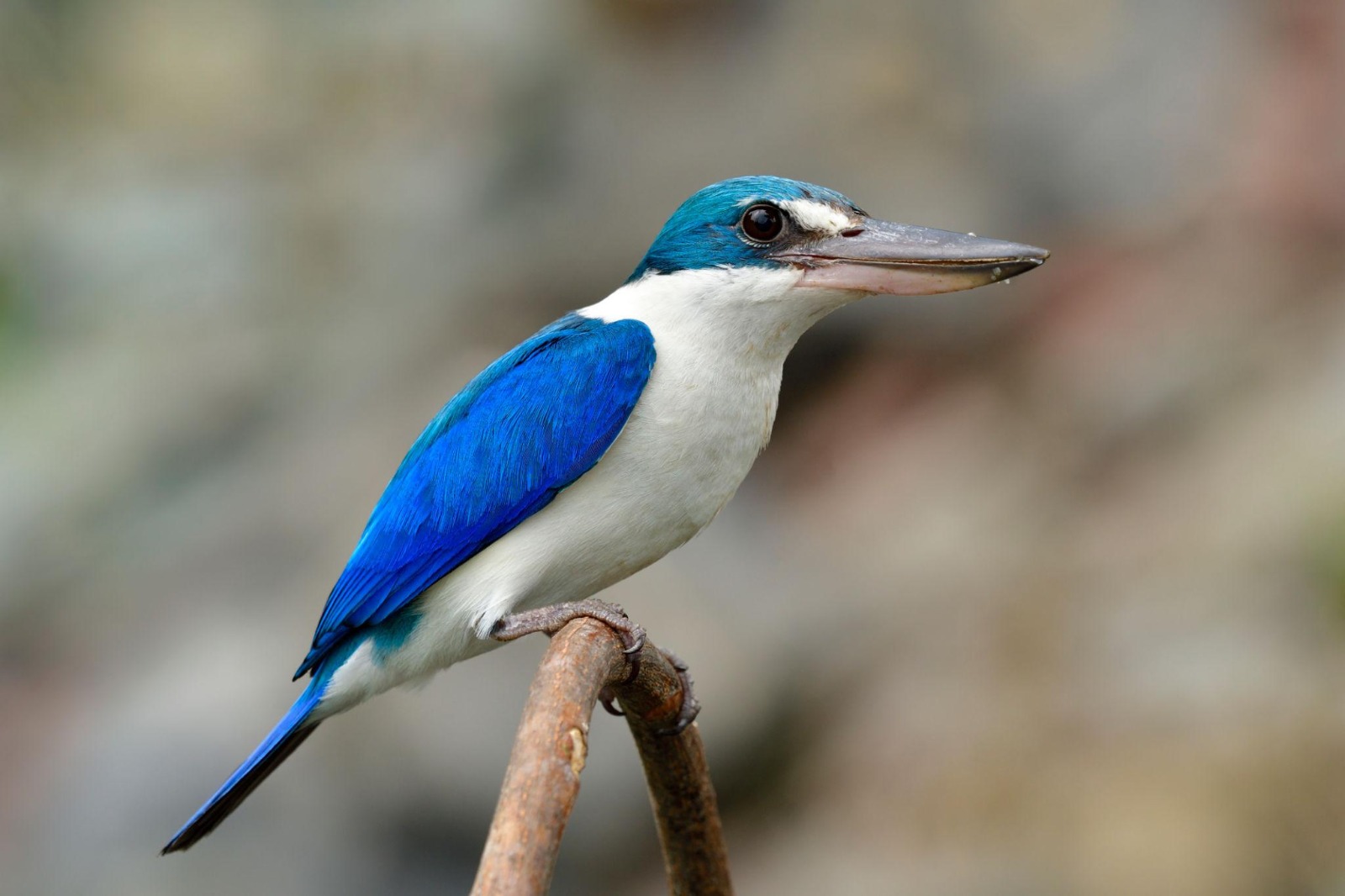 Collared Kingfisher