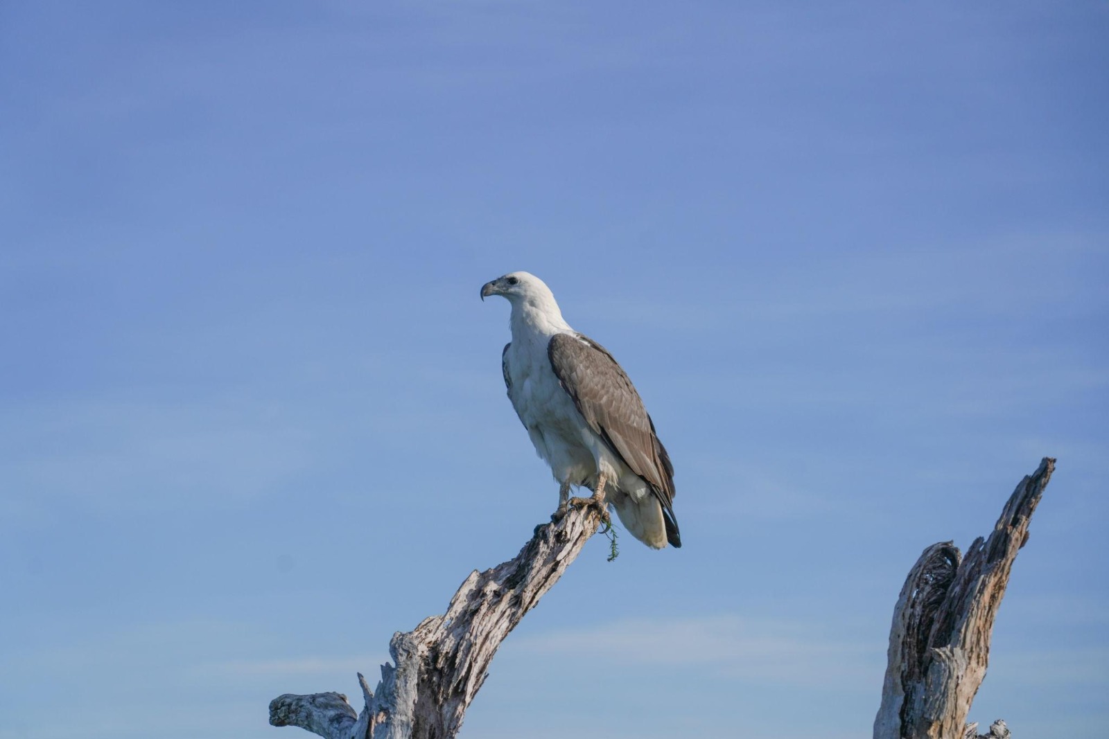 White-bellied Sea Eagle